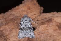 Hecatera bicolorata/weissi