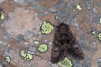 Mniotype adusta