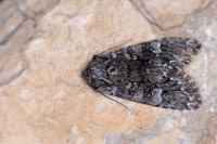 Papestra biren