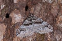 Pareulype berberata berberata