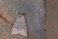 Agrotis cinerea