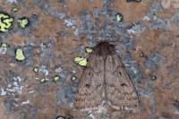 Athetis pallustris