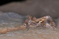 Autographa gamma