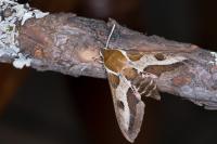 Hyles euphorbiae