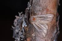 Leucania comma
