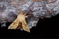 Malacosoma castrense