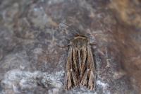 Mythimna anderreggii