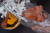 Noctua interposita