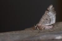 Odontopera bidentata