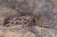 Sideridis reticulata