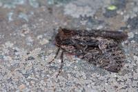 Mniotype adusta