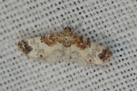 Eupithecia breviculata