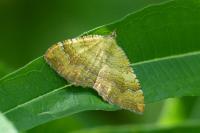 Camptogramma bilineata