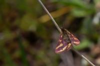 Lythria plumularia