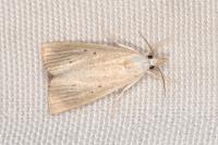 Calamotropha paludella