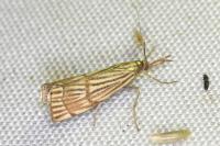 Chrysocrambus linetella