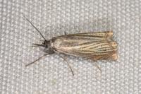 Chrysoteuchia culmella