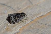 Anarta melanopa