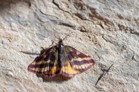 Lythria plumularia