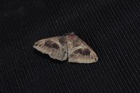 Dysgonia algira