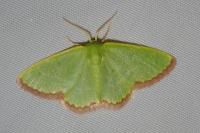 Eucrostes indigenata