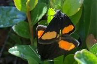 Psodos quadrifaria quadrifaria