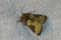 Diachrysia stenochrysis