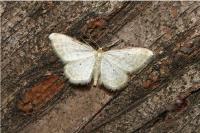 Idaea fuscovenosa