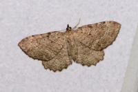 Philereme vetulata