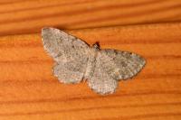 Philereme vetulata
