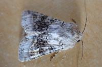 Hecatera bicolorata