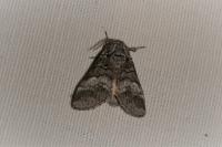Drymonia querna