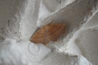 Gerinia honoraria