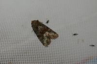 Oligia latruncula