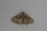 Peribatodes ilicaria ilicaria