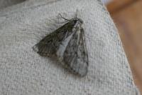 Tephronia sepiaria