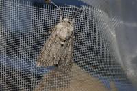 Acronicta aceris