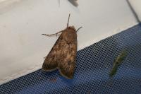 Agrotis segetum