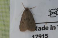 Apaidia mesogona