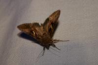Autographa gamma