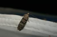 Dioryctria abietella