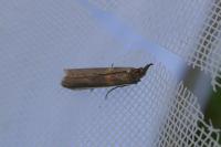 Etiella zinckenella