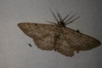 Hypomecis roboraria