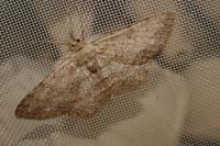 Hypomecis roboraria