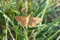 Idaea ochrata