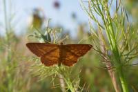 Idaea ochrata