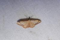 Idaea ostrinaria