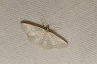 Idaea subsericeata