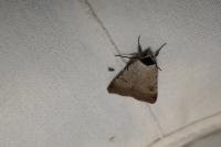 Lygephila craccae