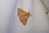 Malacosoma neustria